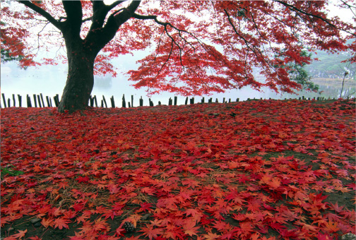 南湖公園の紅葉